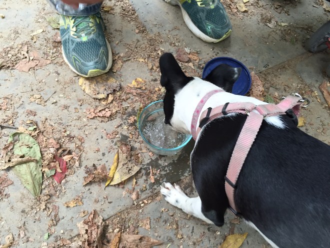 Little Zoe hydrating on the towpath. 