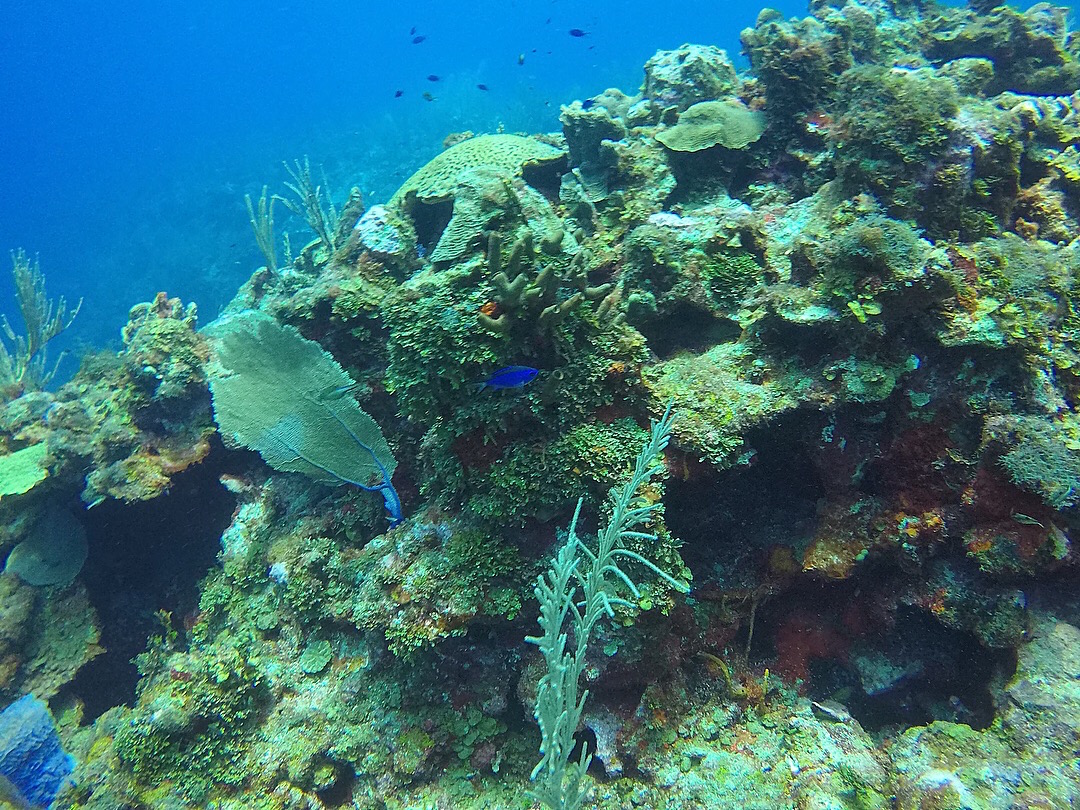 Diving in the Hol Chan Marine Reserve near Ambergris Caye and Caye Caulker, off the coast of Belize