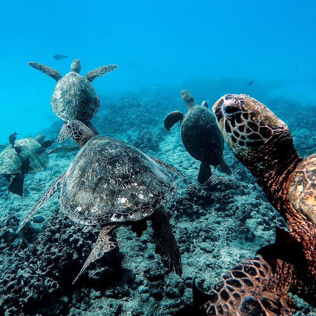 Swimming with sea turtles in Oahu