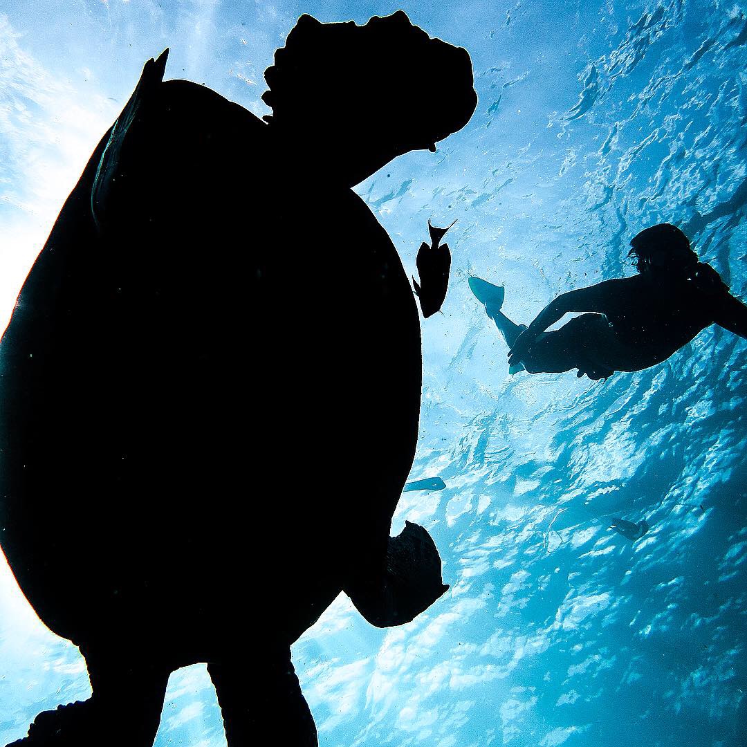 Swimming with sea turtles in Oahu